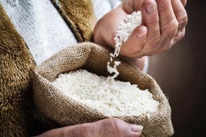 Rice Protein vs Whey Protein