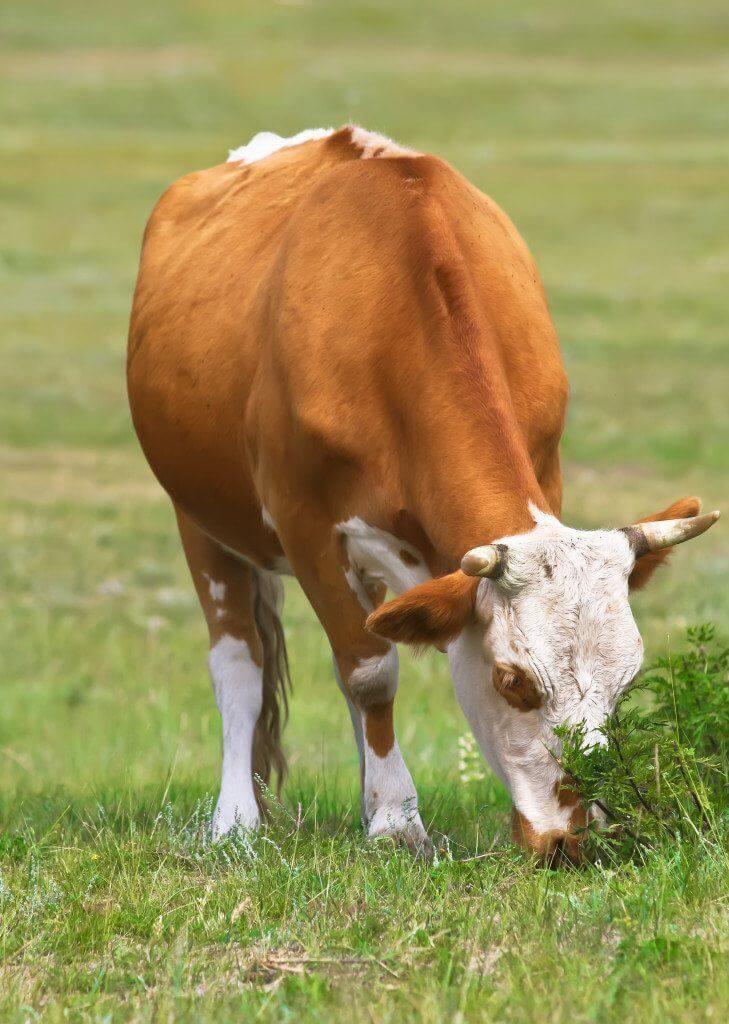 happy grazing healthy cow