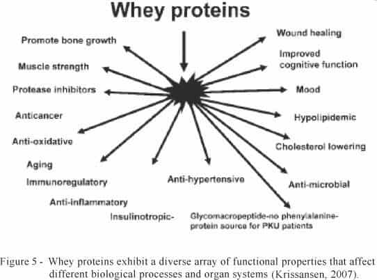 Anemia and Iron