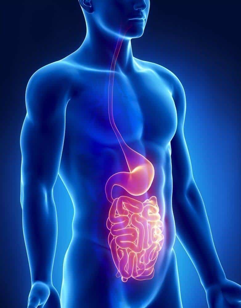 Digestion of Protein