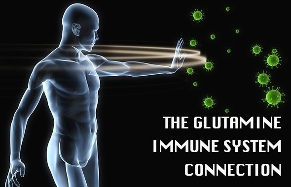 glutamine powder benefits and the immune system