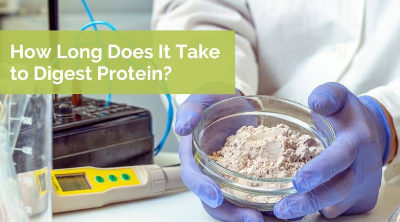 How long does it take to digest protein